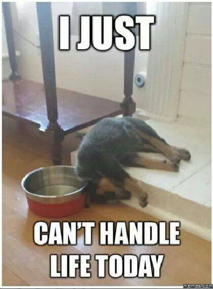 I Just Can't Handle Life Today Funny Fail Meme Picture