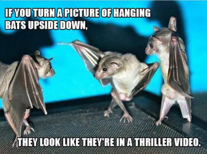 If You Turn A Picture Of Hanging Bats Upside Down They Look Like They Are In A Thriller Video Funny Bats Meme Image