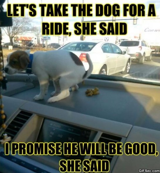 Lets Take The Dog For A Ride She Said I Promise He Will Be Good She Said Funny Fail Meme Image