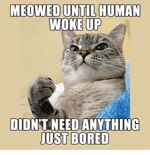 Meowed Until Human Woke Up Didn't Need Anything Just Bored Funny Bored Meme Image