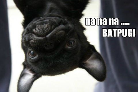 Na Na Na..... Batpug Funny Meme Picture