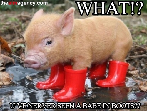 Pig Funny Boots Meme Image For Whatsapp