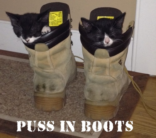 Puss In Boots Funny Boots Meme Photo