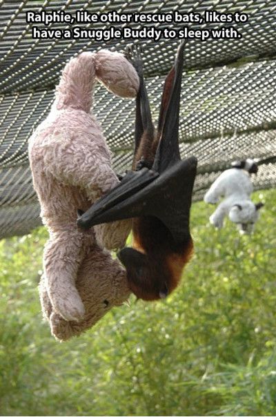 Ralphie Like Other Rescue Bats Like To Have A Snuggle Buddy To Sleep With Funny Bat Meme Image
