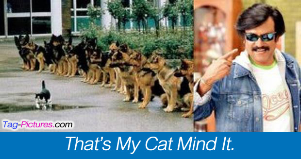 That's My Cat Mind It Funny Rajinikanth Picture