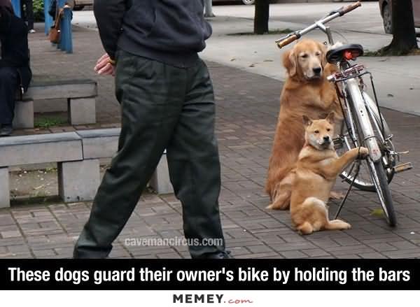 These Dogs Guard Their Owner's Bike By Holding The Bars Funny Bike Meme Photo