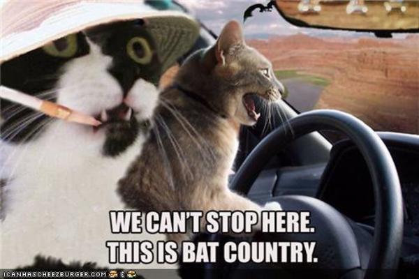 We Can't Stop Here This Is Bat Country Funny Bat Meme Image