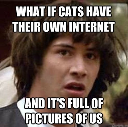 What If Cats Have Their Own Internet And It's Full Of Pictures Of Us Funny Bored Meme Image