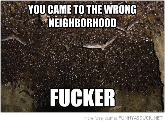 You Came To The Wrong Neighborhood Fucker Funny Bat Meme Image
