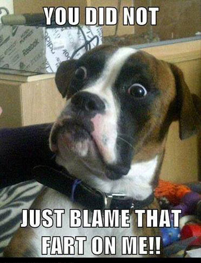 You Did Not Just Blame That Fart On Me Funny Fart Meme Image