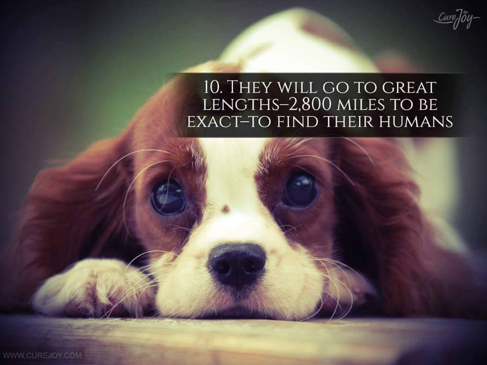 10. They will go to a great lengths-2800 miles to be exact to find their humans.