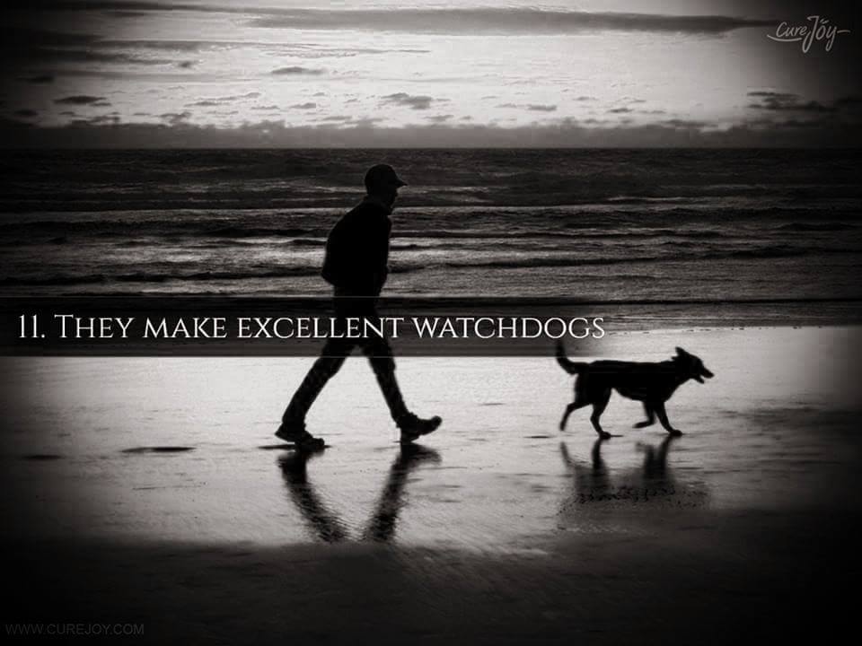 11. They make excellent watchdogs.
