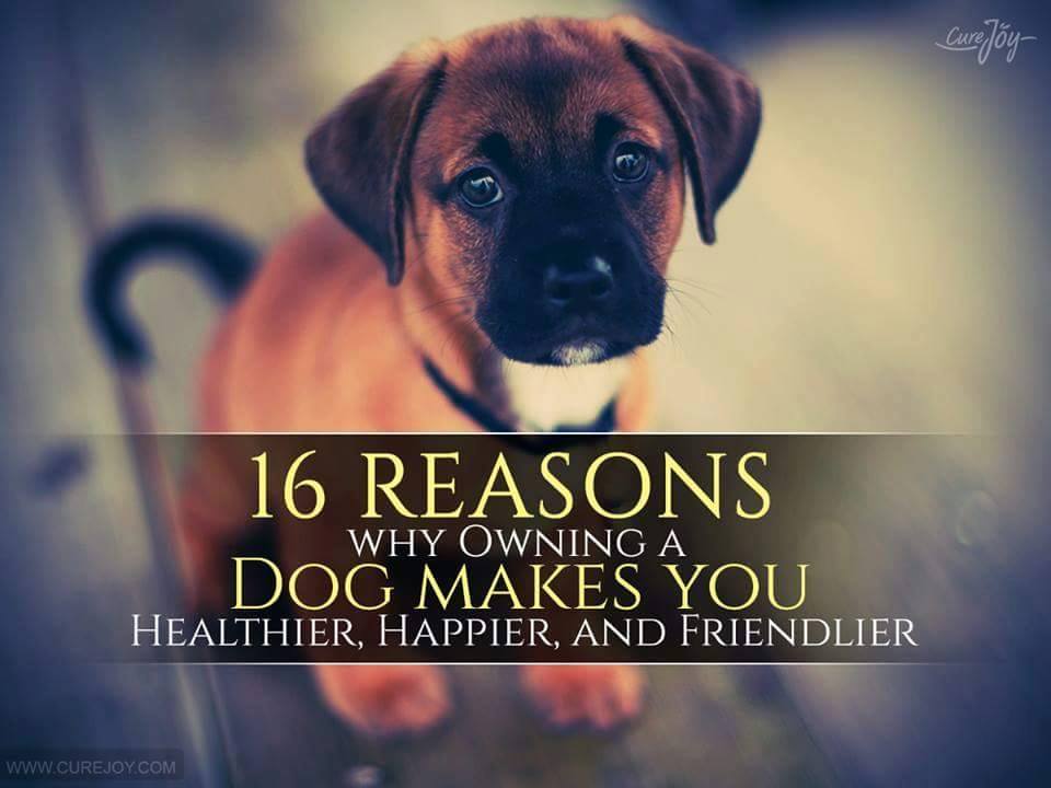 16 Reasons Why Owning A Dog Makes You Healthier, Happier, and Friendlier