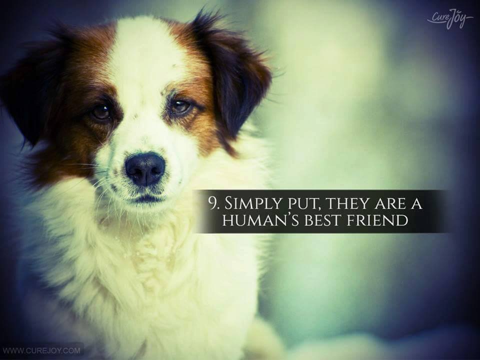 9. Simply put, they are a human's best friend.
