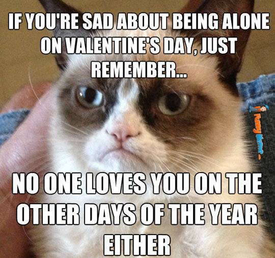 Cat Funny Meme About Being Alone Picture