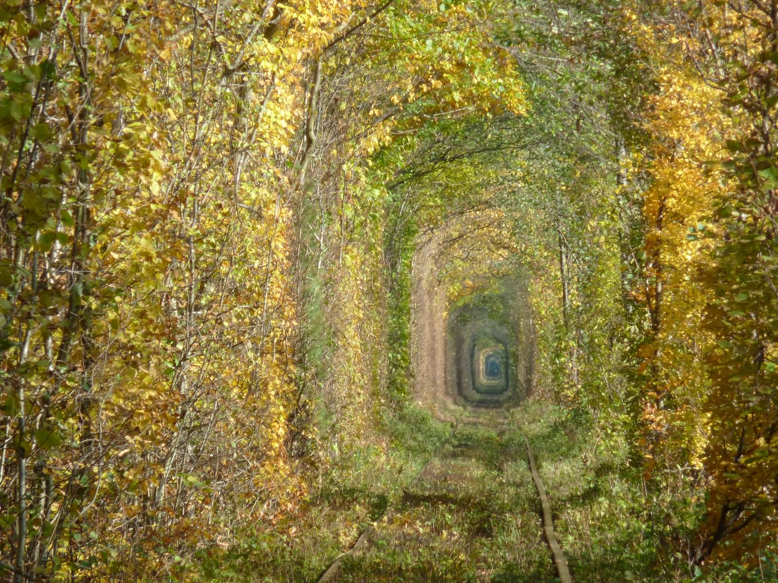Adorable View Of The Tunnel Of Love In Klevan, Ukraine
