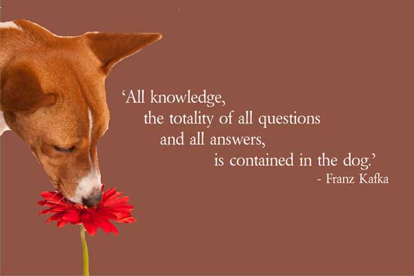 All knowledge, the totality of all questions and all answers, is contained in the dog.