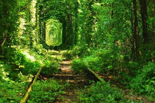 Beautiful Picture Of The Tunnel Of Love In Ukraine