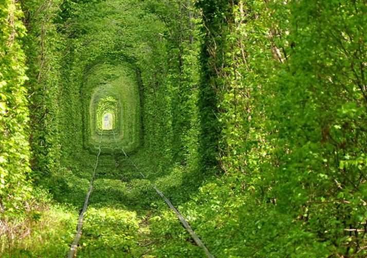 Beautiful Train Tunnel Of Love Filled With Greenary In Klevan, Ukraine