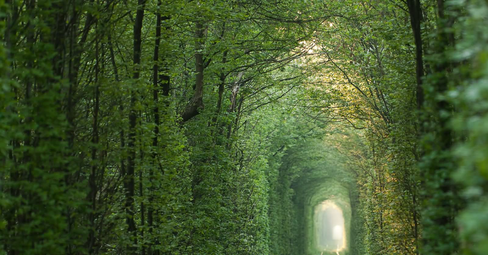 Beautiful View Of The Tunnel Of Love In Ukraine