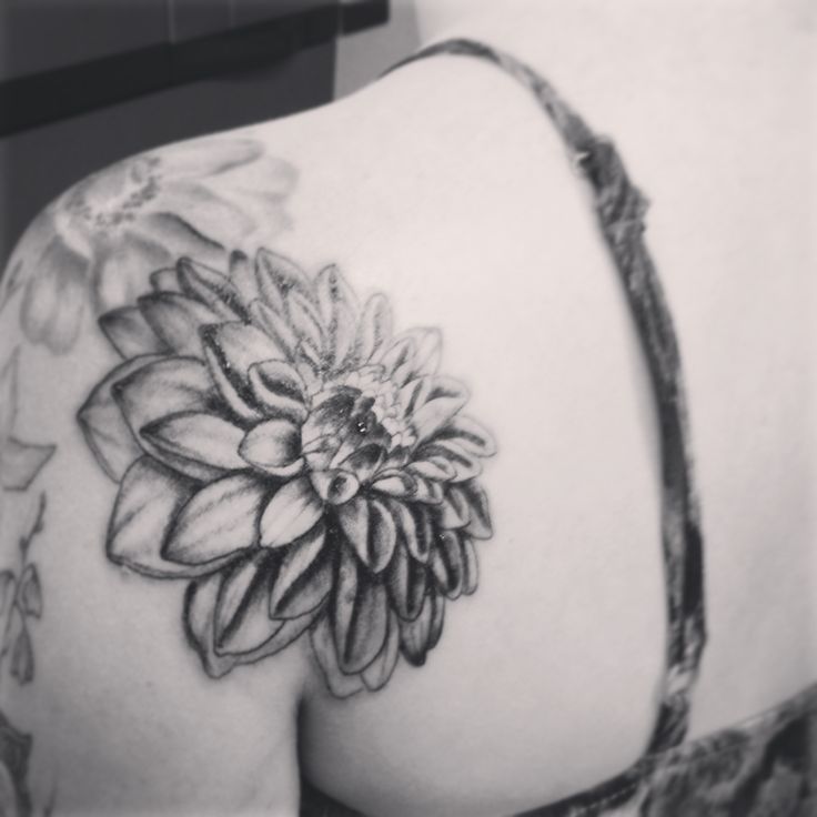Black And Grey Dahlia Flower Tattoo On Left Back Shoulder