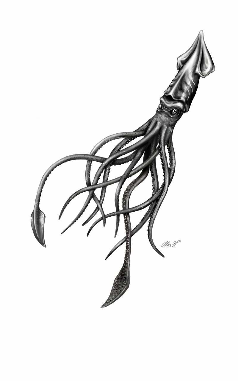 Black And Grey Squid Tattoo Design by Alexhp25
