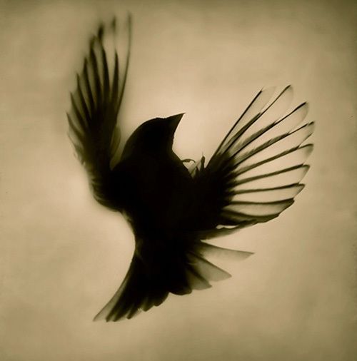 Black Silhouette Sparrow Tattoo Design