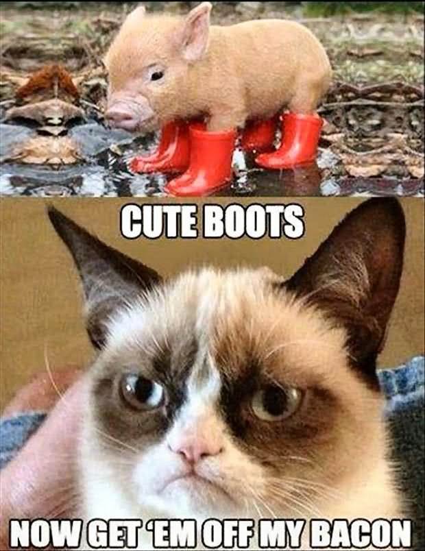Cute Boots Now Get ‘Em Off My Bacon Funny Grumpy Cat Meme Picture