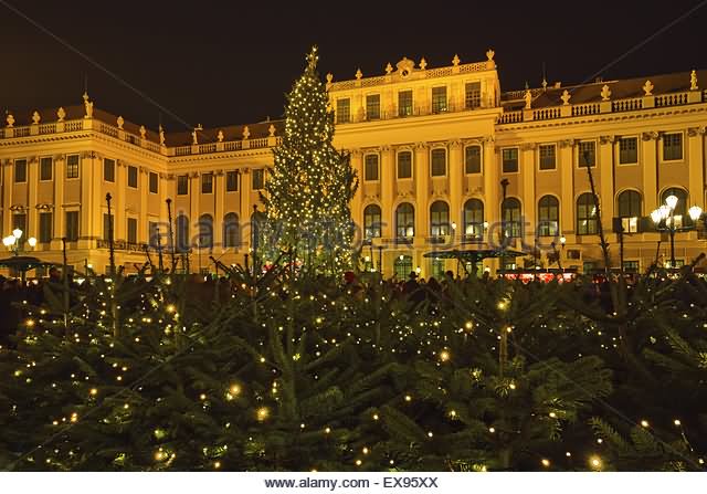 Decorated Christmas Tree  Outside The Schonbrunn Palace  During Night