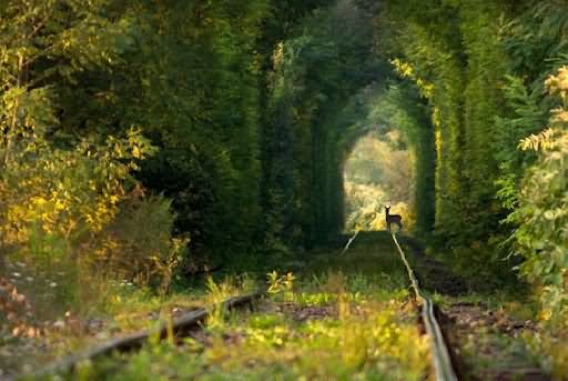 Deer Standing On The Railway Track In Tunnel Of Love
