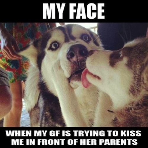 Dog Very Funny Relationship Meme Picture For Whatsapp