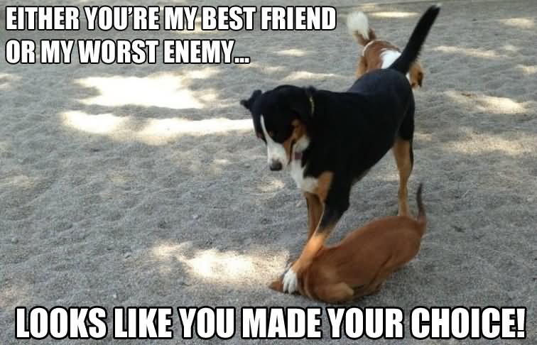 Dogs Funny Best Friends Meme Picture For Facebook