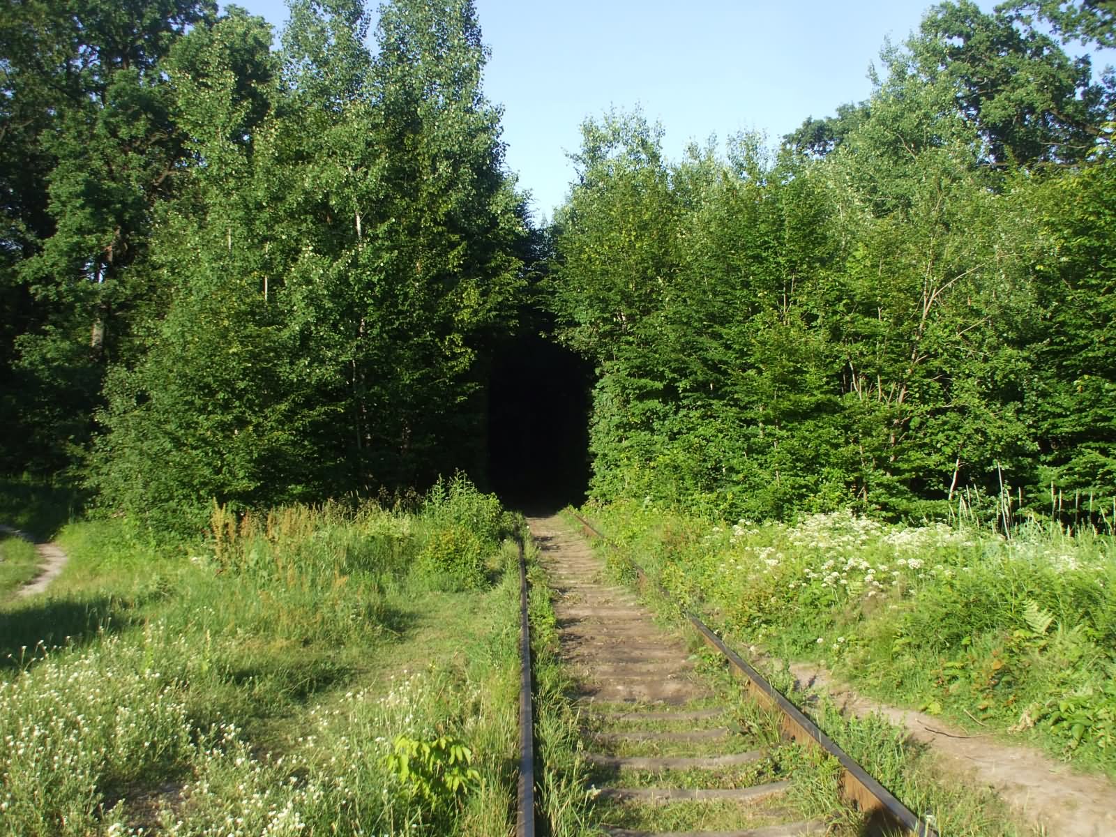 Entrance Way To The Tunnel Of Love In Ukraine