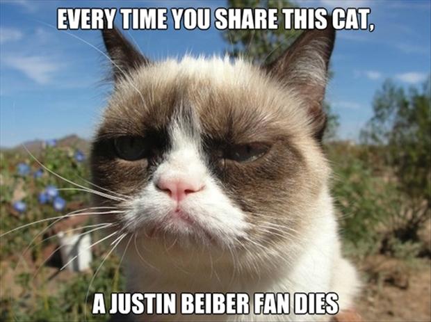 Every Time Share This Cat A Justin Bieber Fan Dies Funny Grumpy Cat Meme Picture