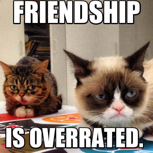 Friendship Is Overrated Funny Grumpy Cat Meme Picture