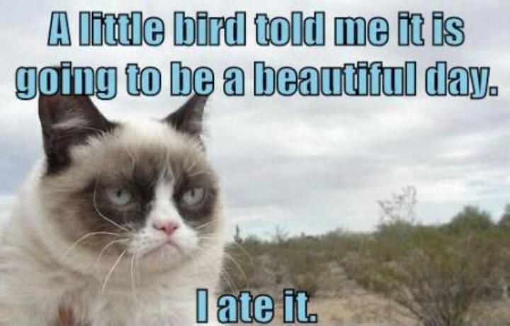 Funny Grumpy Cat A Little Bird Told Me It Is Going To Be A Beautiful Day I Ate It Picture