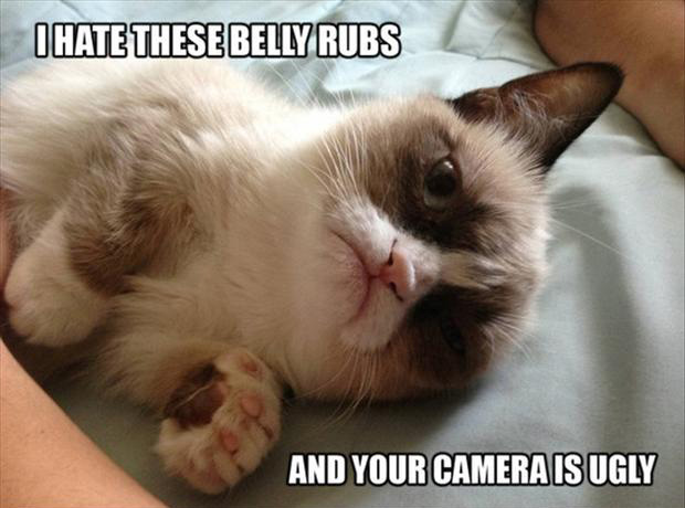 Funny Grumpy Cat I Hate These Belly Rubs And Your Camera Is Ugly Image