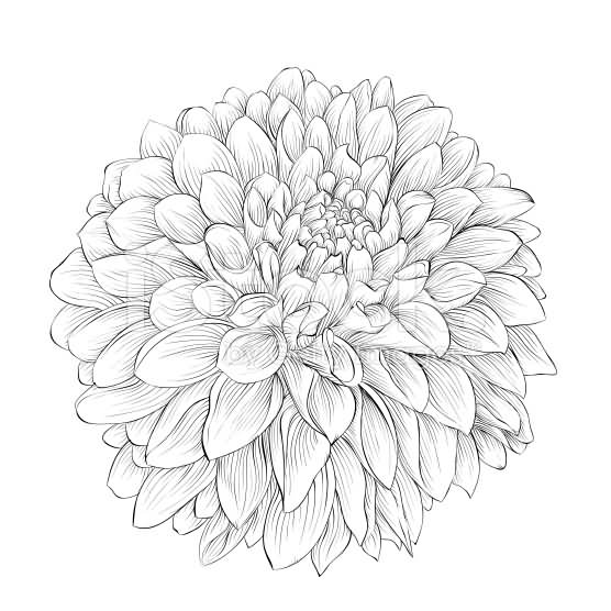 Grey Ink Dahlia Flower Tattoo Design