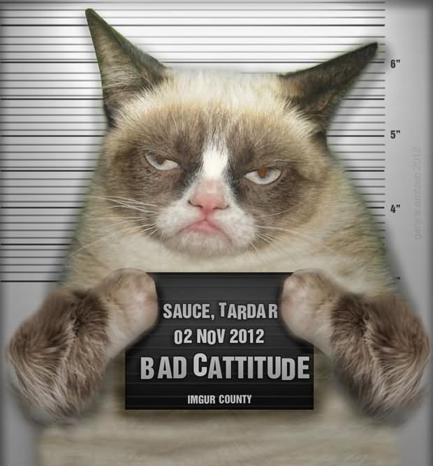 Grumpy Cat Is Ready To Go For Jail Funny Picture