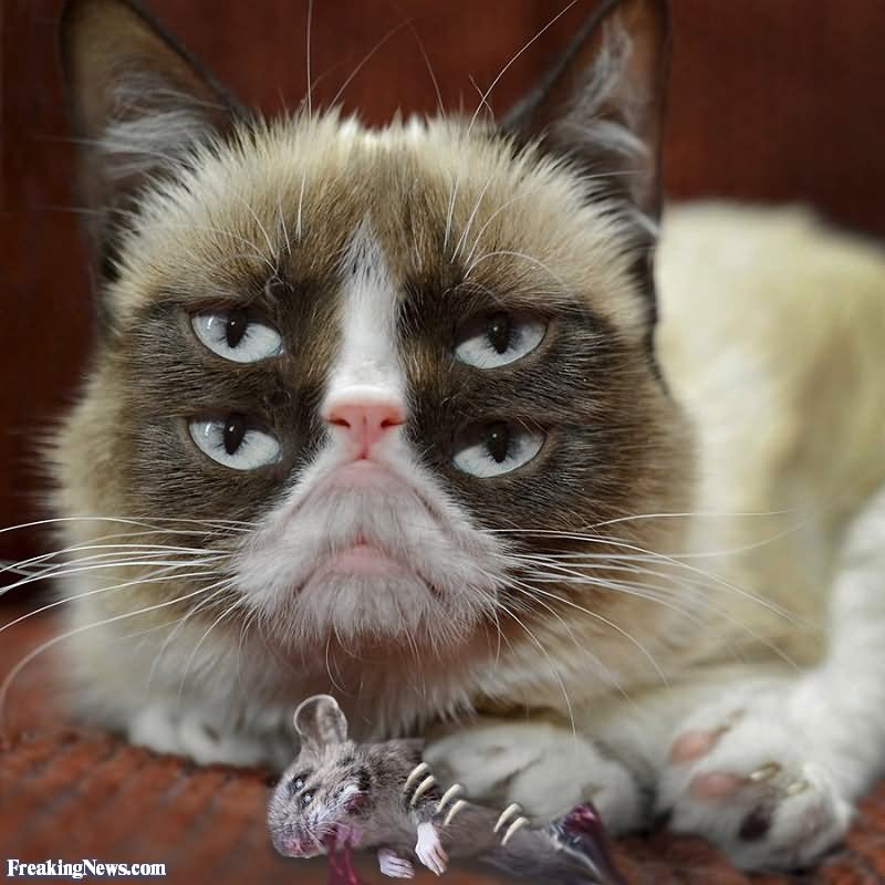 Grumpy Cat With Double Face Funny Picture