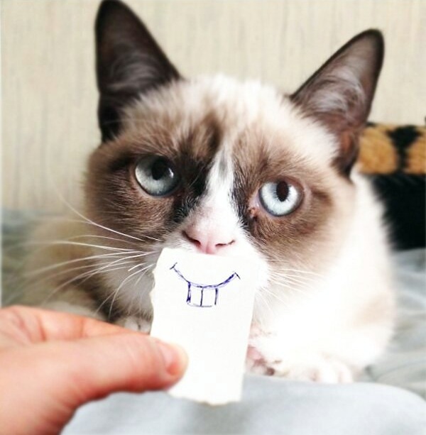 Grumpy Cat With Fake Teeth Funny Picture