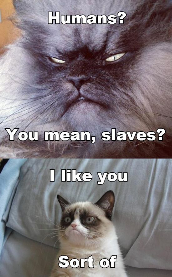 Humans You Mean, Slaves I Like You Sort Of Funny Grumpy Cat Meme Image