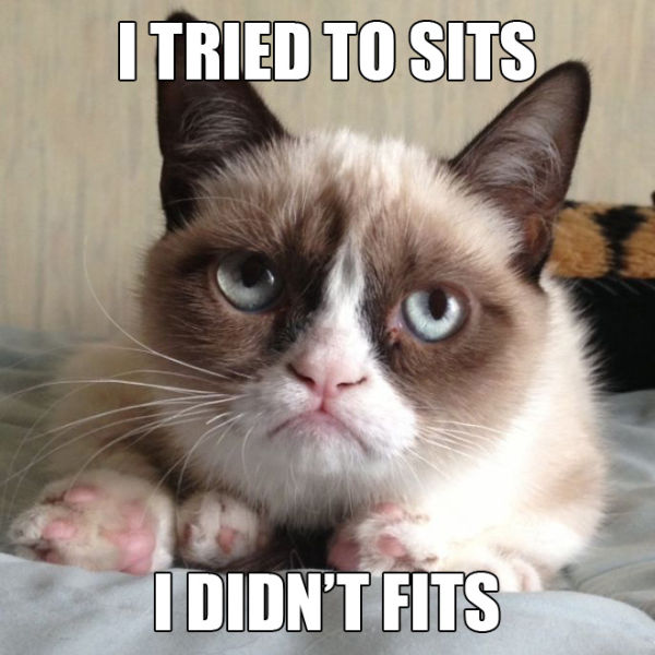 I Tried To Sits I Didn't Fits Funny Grumpy Cat Meme Image