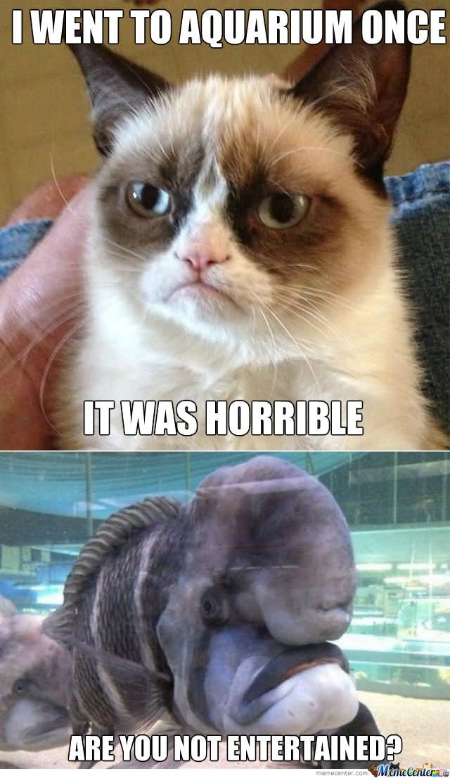 I Went To Aquarium Once It Was Horrible Funny Grumpy Cat Meme Picture