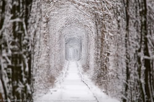 Incredible View Of The Tunnel Of Love During Winters In Ukraine