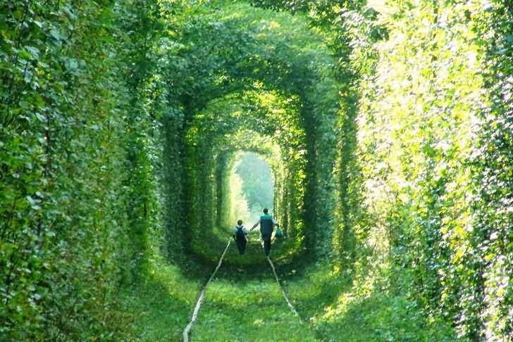 Leafy Tunnel Of Love In Ukraine Picture