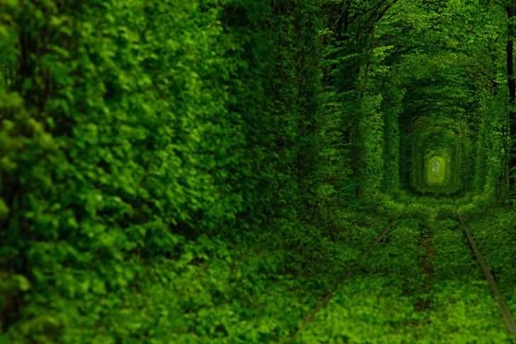 Leafy Tunnel Of Love Picture