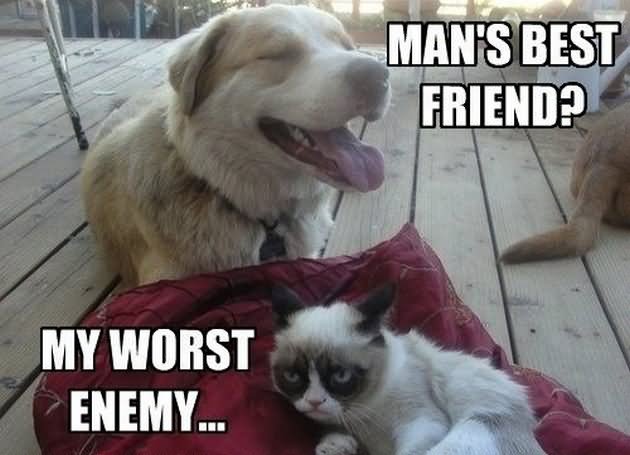 Man's Best Friend My Worst Enemy Funny Grumpy Cat Picture