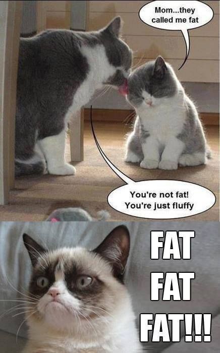 Mom They Called Me Fat You Are Not Fat You Are Just Fluffy Fat Fat Fat Funny Grumpy Cat Picture For Whatsapp