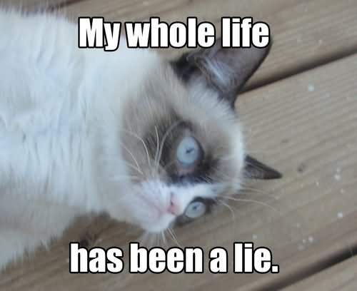 My Whole Life Has Been A Lie Funny Grumpy Cat Image